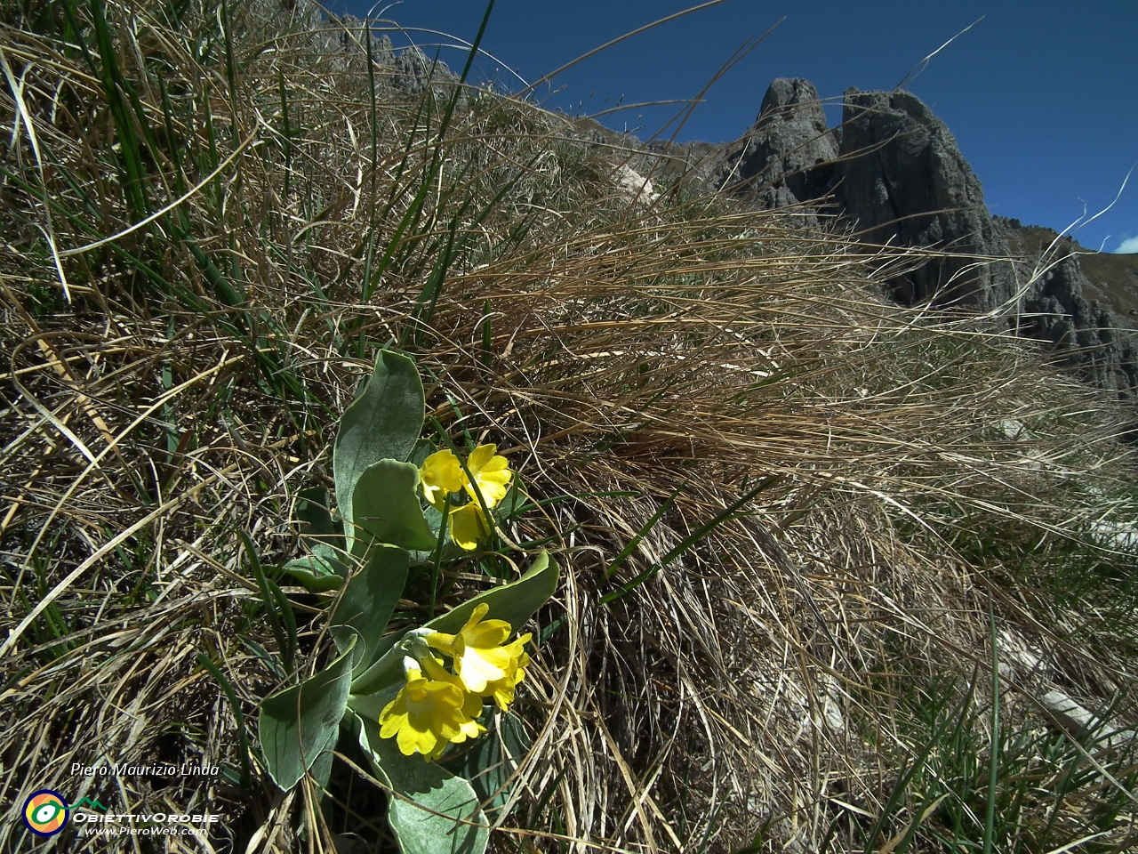 30 orecchia d'orso con Torrioni Magnaghi.JPG